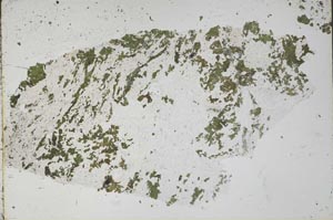 Plane Polarized, S52685