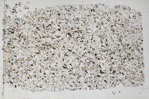 Plane Polarized, S52731