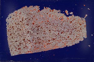 Cross Polarized, S52781