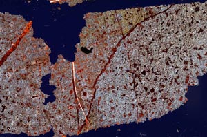 Cross Polarized, S52784