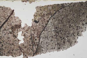 Plane Polarized, S52784