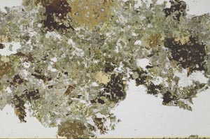 Plane Polarized, S53018