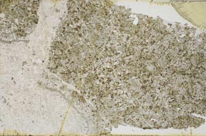 Plane Polarized, S53024