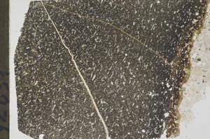 Plane Polarized, S53051