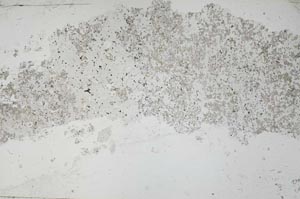 Plane Polarized, S53077
