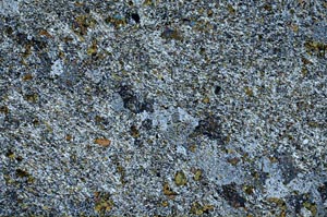 Cross Polarized, S53102