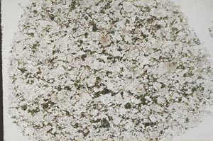 Plane Polarized, S53114
