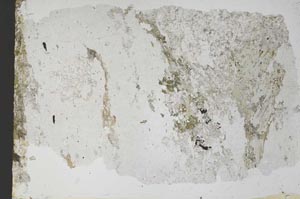 Plane Polarized, S53152