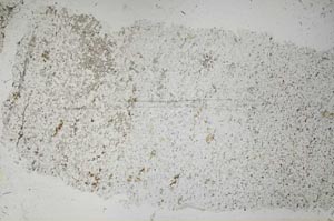 Plane Polarized, S53157