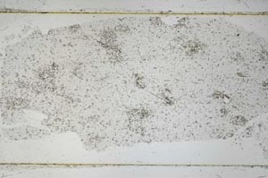 Plane Polarized, S53161