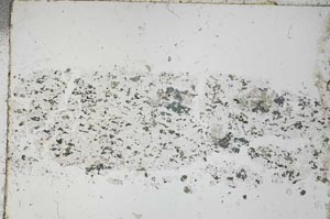 Plane Polarized, S53163