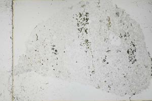 Plane Polarized, S53167