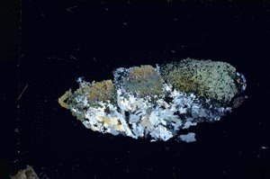 Cross Polarized, S53169