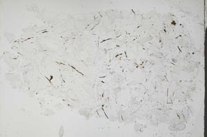 Plane Polarized, S53178