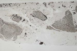 Plane Polarized, S53243