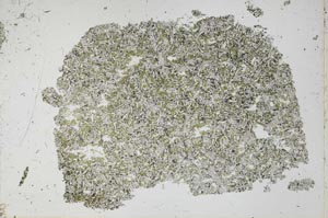 Plane Polarized, S53249