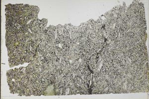 Plane Polarized, S53251