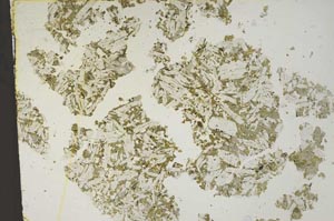 Plane Polarized, S53335