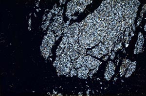 Cross Polarized, S53363