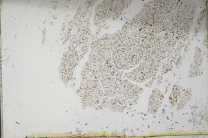 Plane Polarized, S53363