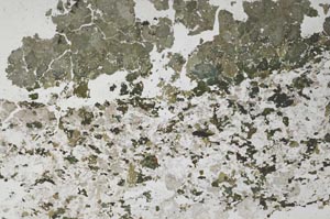 Plane Polarized, S53390/A