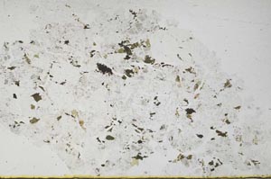 Plane Polarized, S53397/A