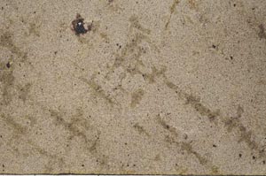 Plane Polarized, S53565