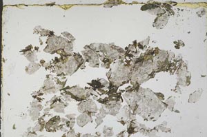 Plane Polarized, S53583