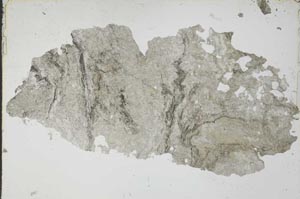 Plane Polarized, S53598