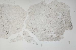 Plane Polarized, S53628