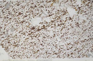 Plane Polarized, S53677