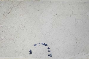Plane Polarized, S53680