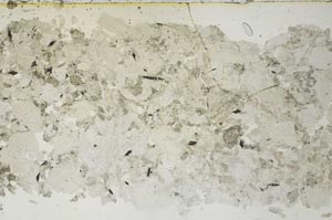 Plane Polarized, S53700/A