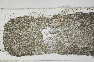 Plane Polarized, S53751