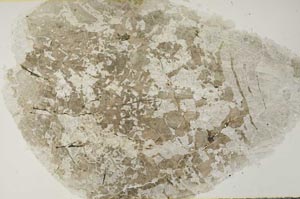 Plane Polarized, S53824