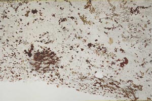 Plane Polarized, S53865