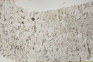 Plane Polarized, S53881