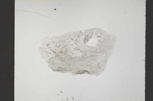 Plane Polarized, S53884