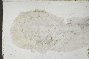 Plane Polarized, S53904