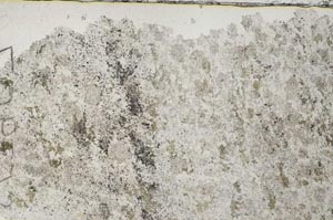 Plane Polarized, S53907