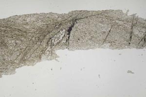 Plane Polarized, S53910