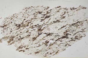 Plane Polarized, S53922
