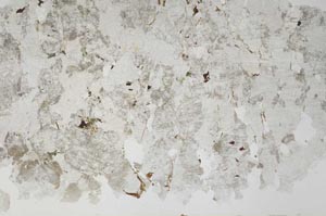 Plane Polarized, S53948