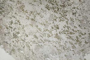 Plane Polarized, S53955