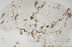 Plane Polarized, S53982