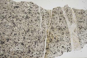 Plane Polarized, S54044