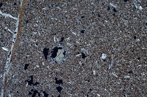 Cross Polarized, S54054