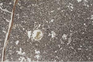 Plane Polarized, S54054