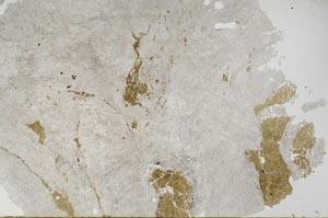 Plane Polarized, S54071