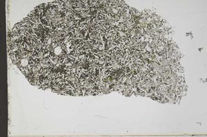 Plane Polarized, S54109